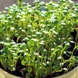 Load image into Gallery viewer, Clover Micro green Seeds