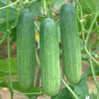 Load image into Gallery viewer, Cucumber Seeds F-1 Hybrid Thai Green
