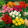 Load image into Gallery viewer, Dahlia Figaro Mixed - Flower Seeds