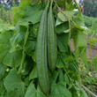 Load image into Gallery viewer, Ridge Gourd Seeds F-1 Hybrid US-372 (Dark Green)