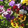 Load image into Gallery viewer, Pansy Velvet Mixed - flower seeds