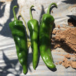 Load image into Gallery viewer, Chilli Seeds F-1 Hybrid US-8283 (Achari)