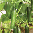 Load image into Gallery viewer, Cucumber Seeds F-1 Hybrid Bella (Poly-House Variety)