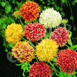 Load image into Gallery viewer, Gaillardia Double Mixed - Flower Seeds