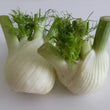 Load image into Gallery viewer, Fennel White -Kitchen Garden Packing