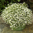 Load image into Gallery viewer, Gypsophila White - Flower Seeds