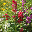 Load image into Gallery viewer, Balsam Camelia FLD Mixed - Flower Seeds