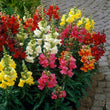 Load image into Gallery viewer, Antirrhinum Madam Butterfly (Hybrid) - Flower Seeds