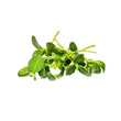 Load image into Gallery viewer, Fenugreek -Micro green Seeds
