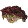Load image into Gallery viewer, Lettuce Lolla Rossa - Vegetable Seeds