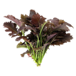 Load image into Gallery viewer, Mizuna Red Seeds