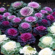 Load image into Gallery viewer, Ornamental Cabbage - Flower Seeds