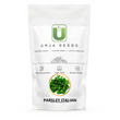 Load image into Gallery viewer, Parsley Seeds Italian KGP