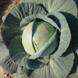 Load image into Gallery viewer, Cabbage Seeds F-1 Hybrid Pluto