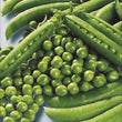 Load image into Gallery viewer, Pea Seeds Harita (Matar)
