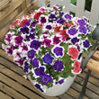 Load image into Gallery viewer, Petunia F-1 Hula Hoop (Hybrid) - Flower Seeds