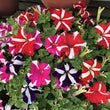 Load image into Gallery viewer, Petunia NC Mix - Flower Seeds
