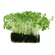 Load image into Gallery viewer, Radish - Micro green Seeds