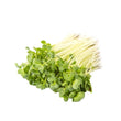 Load image into Gallery viewer, Radish - Micro green Seeds