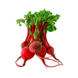Load image into Gallery viewer, Beetroot Seeds- Ruby Queen