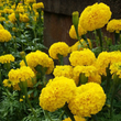 Load image into Gallery viewer, Marigold Nirvana - Yellow (Hybrid) - Flower Seeds
