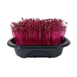 Load image into Gallery viewer, Amaranth Micro Green Seeds