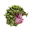 Load image into Gallery viewer, Red Cabbage - Micro green Seeds