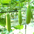 Load image into Gallery viewer, Bottle Gourd Seed -Gutka Type