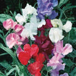 Load image into Gallery viewer, Sweet Pea Jet Mix - Flower Seeds