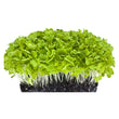 Load image into Gallery viewer, Cabbage - Micro green Seeds