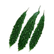 Load image into Gallery viewer, Bitter Gourd Seeds F-1 Hybrid US 444