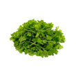 Load image into Gallery viewer, Celery -Micro green Seeds