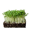 Load image into Gallery viewer, Cress-Micro Green Seeds