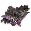 Load image into Gallery viewer, Red Kale Micro green Seeds