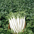 Load image into Gallery viewer, Radish Seeds All Season
