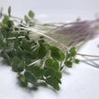 Load image into Gallery viewer, Red Kale Micro green Seeds