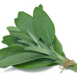 Load image into Gallery viewer, Sage Seeds-5GMS