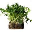 Load image into Gallery viewer, Sunflower Micro green Seeds