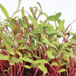 Load image into Gallery viewer, Swiss Chard Micro green Seeds