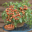 Load image into Gallery viewer, Cherry Tomato Seeds F-1 Hybrid