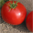 Load image into Gallery viewer, Tomato Seeds F-1 Hybrid Arjun 14115