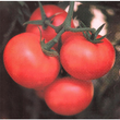 Load image into Gallery viewer, Tomato Seeds F-1 Hybrid US - Himshika (Indeterminate)