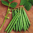 Load image into Gallery viewer, Beans Seeds- Upma