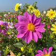 Load image into Gallery viewer, Dahlia Tall Star Mixed - Flower Seeds