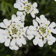 Load image into Gallery viewer, Candytuft White - Flower Seeds