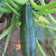 Load image into Gallery viewer, Zucchini Seeds F-1 Hybrid - Green