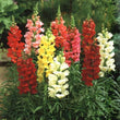 Load image into Gallery viewer, Antirrhinum Tom Thumb Mix - Flower Seeds