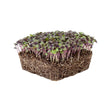 Load image into Gallery viewer, Basil (Dark Opal - Purple) - Micro green Seeds
