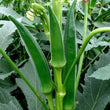 Load image into Gallery viewer, Bhindi Seeds F-1 Hybrid US-240