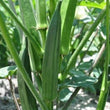 Load image into Gallery viewer, Bhindi Seeds F-1 Hybrid US-480